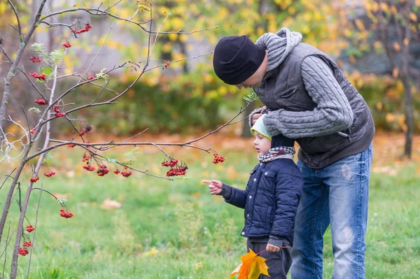 El padre cuida al hijo en el parque de otoño sobre el fondo de una rama de ceniza de montaña — Foto de Stock