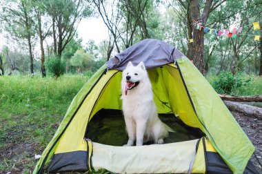 Beyaz köpek akşam günbatımında doğa çadırın yanında oturan
