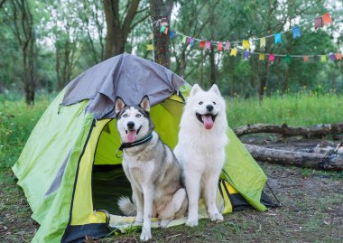 İki köpek günbatımı de akşam ormanda çadırın yanında oturur