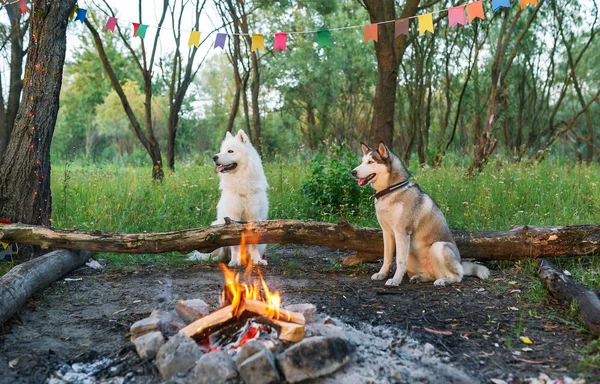 Ormandaki şenlik ateşi ile iki köpek.