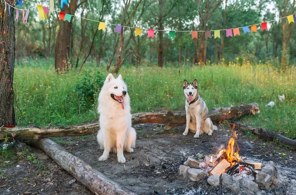 Dwa psy siedzi przy ognisku. Psy na wakacjach na wycieczki — Zdjęcie stockowe