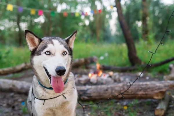 Ormandaki şenlik ateşi ile Husky köpek. 