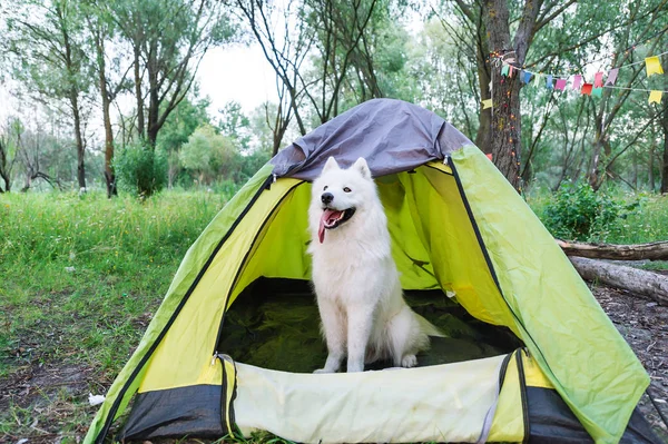 Beyaz köpek akşam günbatımında doğa çadırın yanında oturan