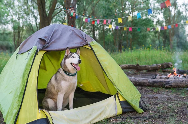 Husky pies siedzi na charakter obok namiotu wieczorem o zachodzie słońca — Zdjęcie stockowe