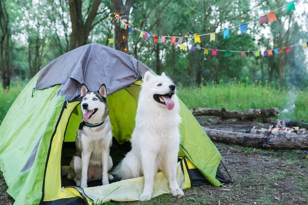 Due cani si siedono sulla natura accanto alla tenda la sera al tramonto — Foto Stock