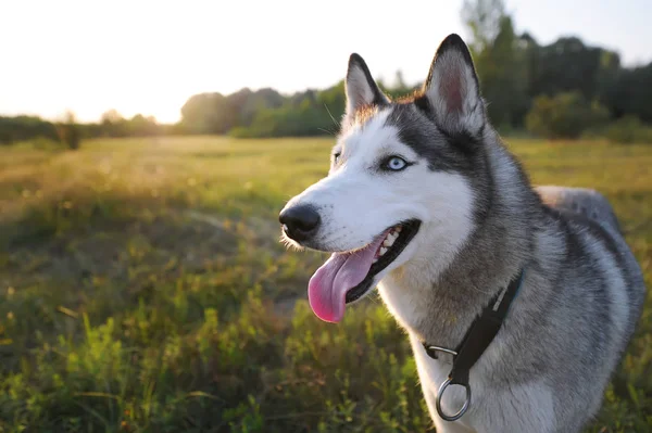 Husky perro sentado en el prado por la noche al atardecer —  Fotos de Stock