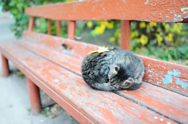 Çizgili kedi ahşap kürsüde uyuma.