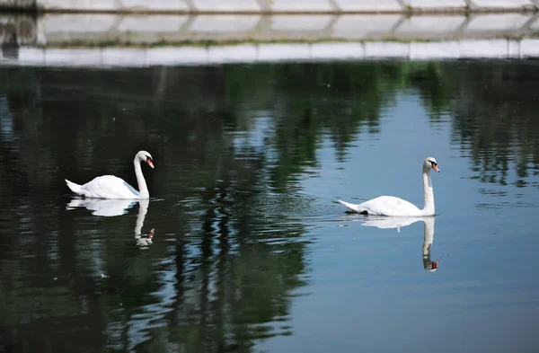 Zwei Schwäne schwimmen auf dem See — Stockfoto