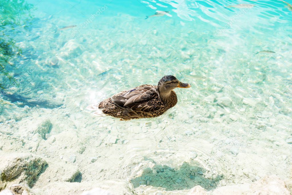 A duck swimming in a crystal turquoise water. Plitvice lakes national park