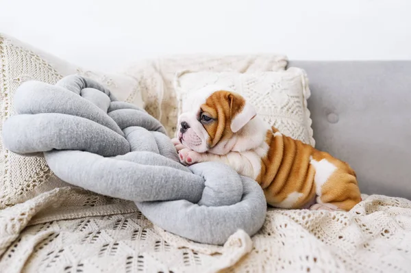 Английский щенок бульдога на диване — стоковое фото