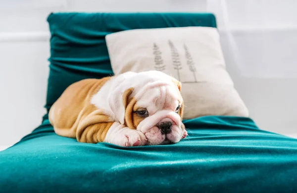 Cucciolo Bulldog inglese sulla sedia — Foto Stock