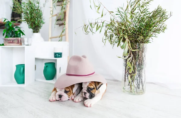 Dois cachorros de um buldogue esconderam-se debaixo de um grande chapéu . — Fotografia de Stock