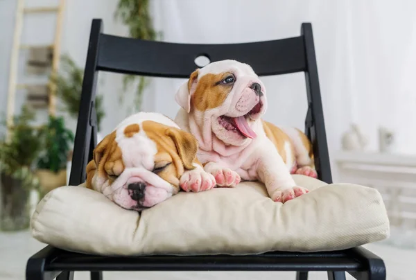 Par de lindos cachorros de un bulldog relajándose casualmente en silla blanda . — Foto de Stock