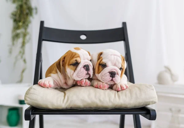 Par de lindos cachorros de un bulldog relajándose casualmente en la silla . — Foto de Stock
