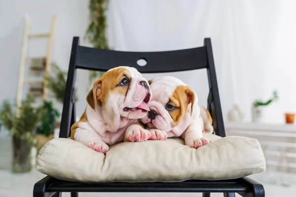 Два английских щенка бульдога в мягком кресле — стоковое фото