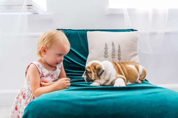 Kleines Mädchen und Englische Bulldogge spielen auf einer Couch im Zimmer — Stockfoto