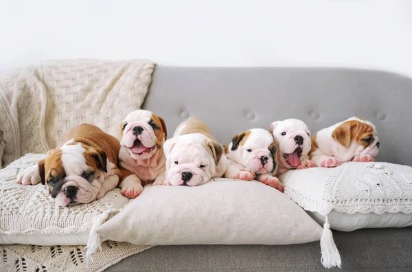 Grupo de cachorritos de los bulldogs ingleses yacen sobre una suave almohada en habitación blanca —  Fotos de Stock