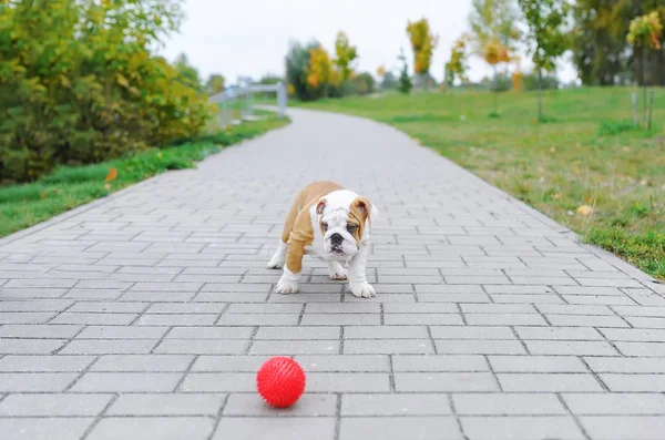 Der Welpe einer Bulldogge spielt im Freien mit einem Ball. — Stockfoto