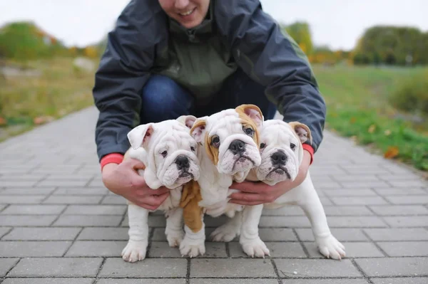 İngilizce bulldog yavrusu. Sahibi bir bulldog açık havada üç sevimli yavru kucaklayan — Stok fotoğraf