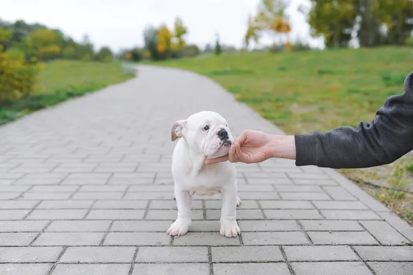 English bulldog puppy. The owner caresses cute puppy of a bulldog outdoors — Stock Photo, Image