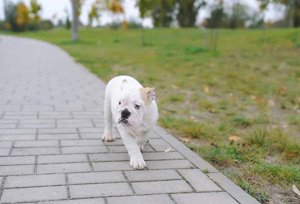 Der Welpe einer Bulldogge spielt im Freien mit einem Ball. — Stockfoto