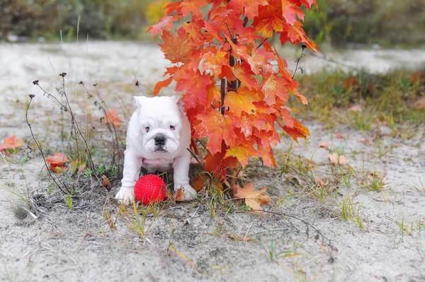 The puppy of a bulldog plays with a ball in autumn outdoors. — Stock Photo, Image