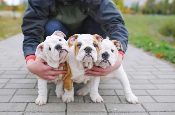 Üç İngilizce Bulldog yavru — Stok fotoğraf