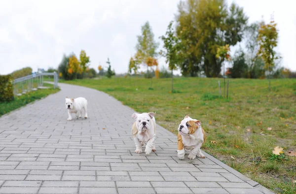 Hermosos cachorros jóvenes de bulldog . — Foto de Stock