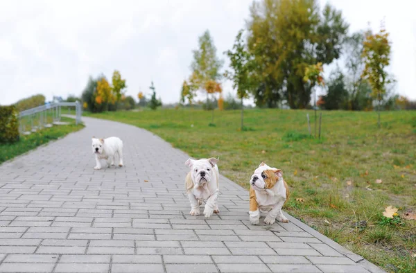 Bulldog güzel genç yavru. — Stok fotoğraf