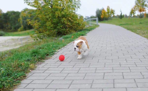 The puppy of a bulldog plays with a ball in city park. — Stock Photo, Image