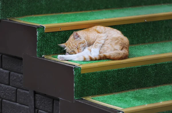 Un gato rojo durmiendo en una escalera verde — Foto de Stock