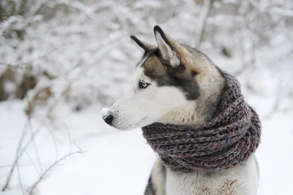 Perro Husky siberiano vestido de rojo, azul, bufanda marrón sentado en la nieve —  Fotos de Stock