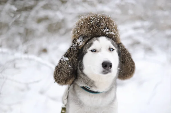 Собака хаскі з хутряною шапочкою з вушними клапанами — стокове фото