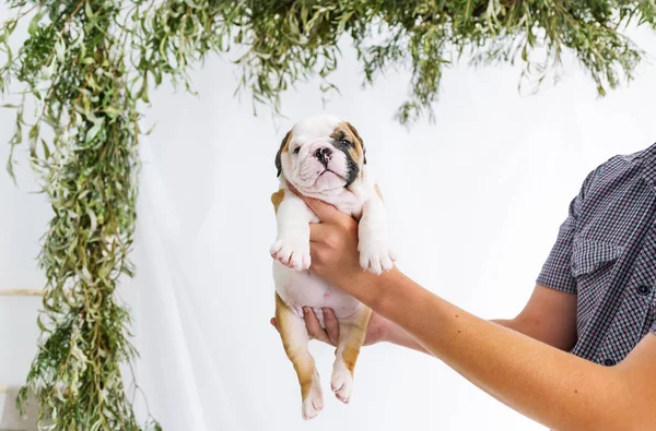 Ung valp - fyra veckor gammal engelsk bulldog valp som hålls — Stockfoto