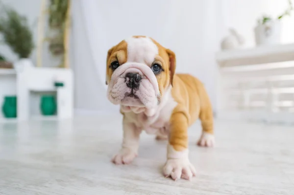 El cachorro de un bulldog está en el suelo — Foto de Stock