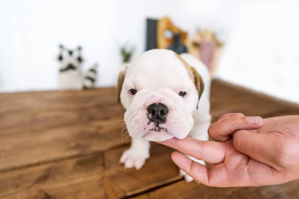 Владелец нежно касается пальца белого щенка — стоковое фото