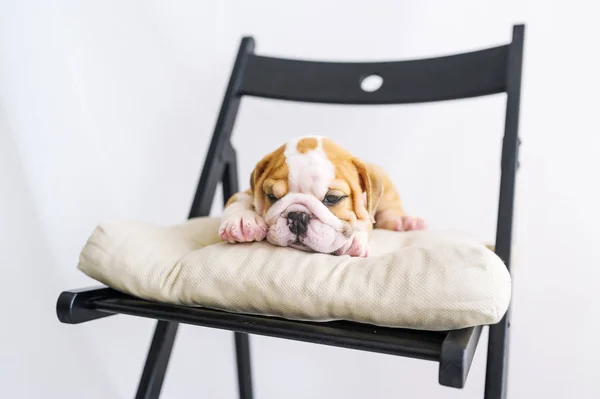 Ritratto di un cucciolo del bulldog sdraiato su una sedia — Foto Stock