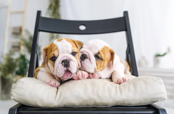 Due graziosi cuccioli di un bulldog — Foto Stock