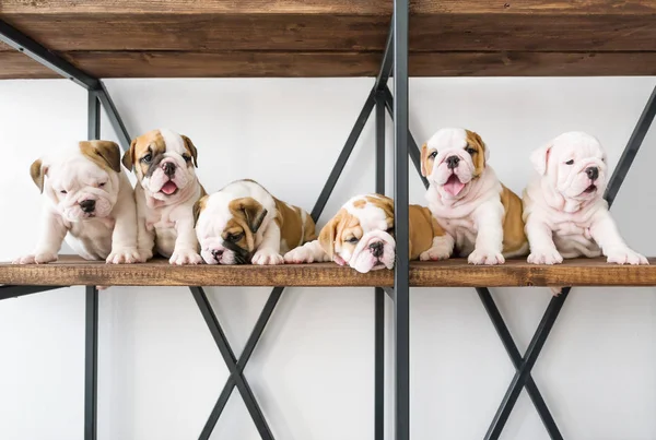 Group of little puppies of the English bulldogs