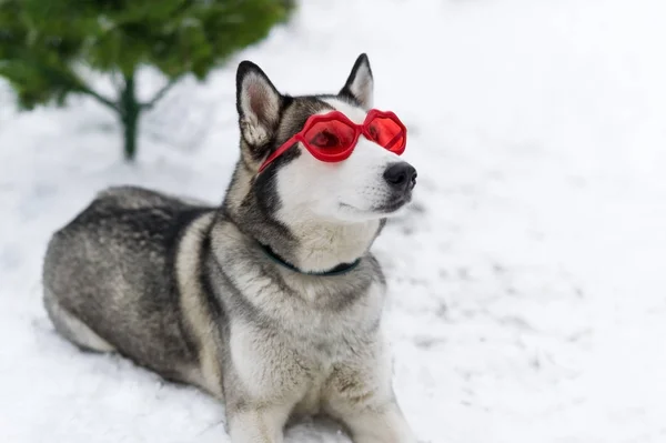 Cão bonito huskies com óculos vermelhos nos olhos . — Fotografia de Stock