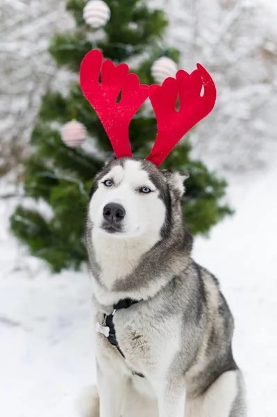冬クリスマスの日に屋外トナカイの角を着て幸せなシベリアン ハスキー犬 — ストック写真