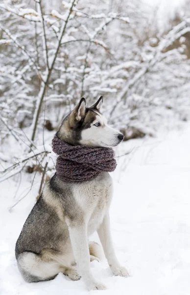 Siberian Husky cão vestindo cachecol sentado na neve — Fotografia de Stock