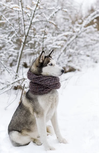 Siberian Husky pies sobie szalik siedzi na śniegu — Zdjęcie stockowe