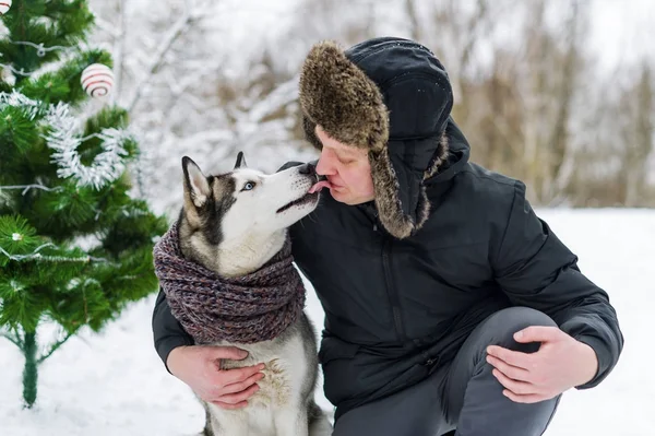 Ägare och Husky. Siberian Husky kysser en man i ansiktet på vintern juldagen — Stockfoto