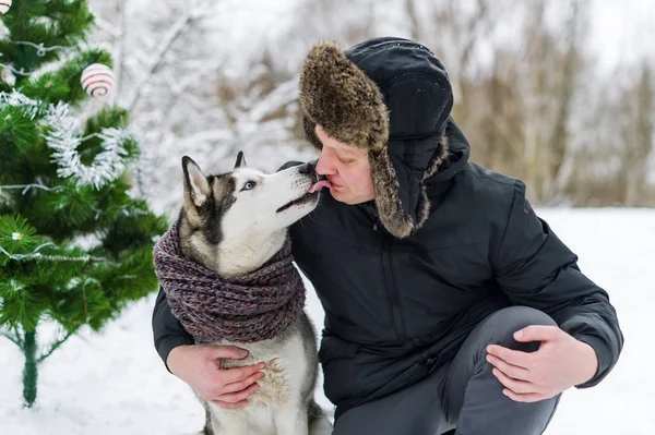 Sahibi ve dış yapraklar. Siberian dış yapraklar bir adam suratına Noel günü kışın öpüşme.