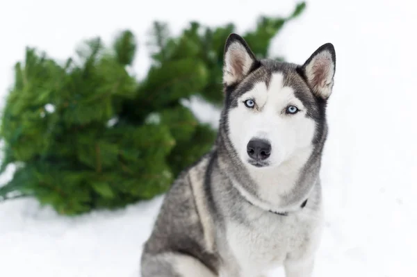 Feliz perro husky siberiano al aire libre en el día de invierno — Foto de Stock