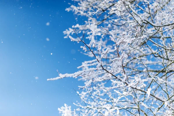 Visa frysta översta träd på blå himmel bakgrund — Stockfoto