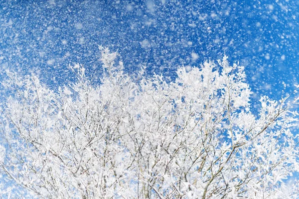 Visa frysta översta träd på blå himmel bakgrund — Stockfoto