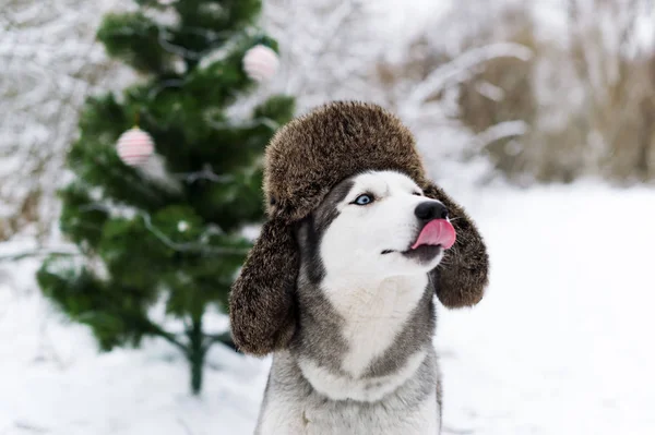 Huskies dog with fur cap with ear flaps — Stock Photo, Image