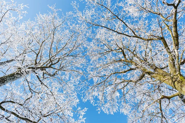 Snön täckte träden och blå himmel — Stockfoto